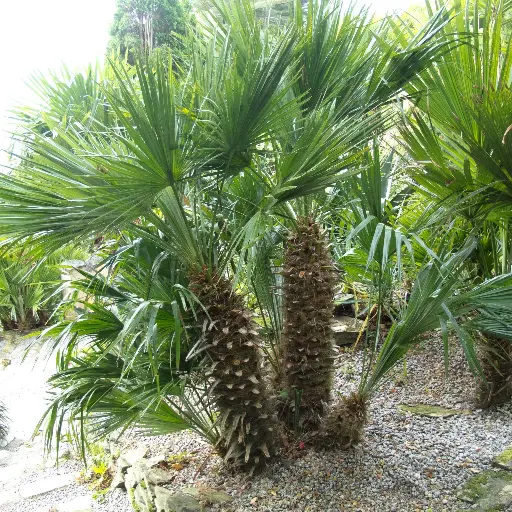 Chamaerops