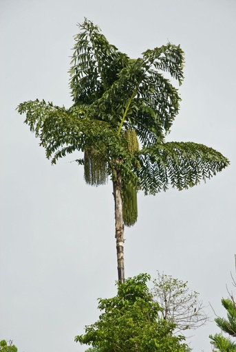 Caryota