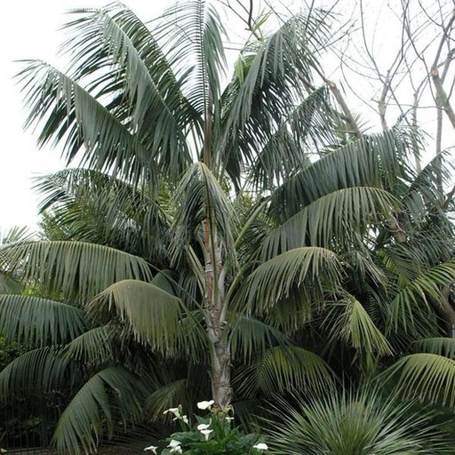 Kentia 