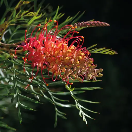 Grevillea
