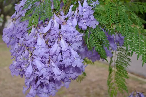 Jacaranda