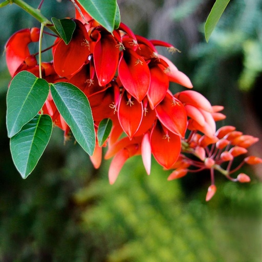 Erythrina