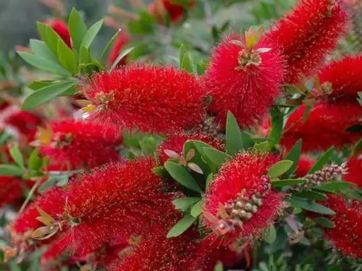 Callistemon