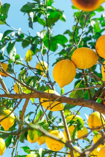 Lemon tree