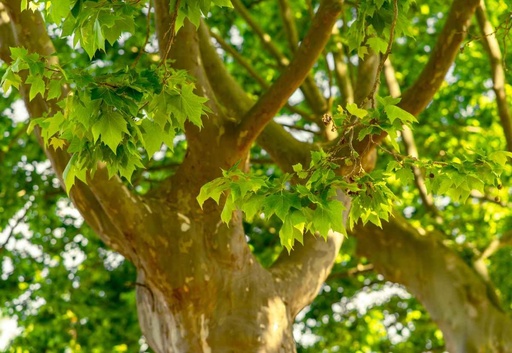 Plane tree
