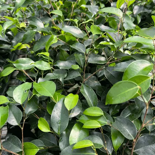 Ficus