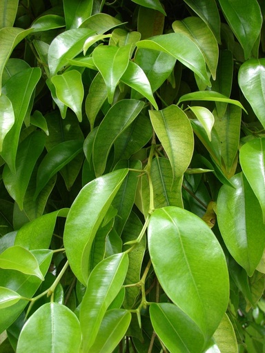 Benjamina