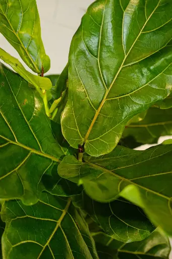 Ficus Lyrata