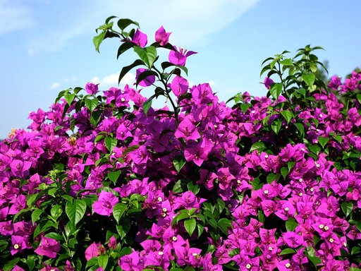 Bougainvillée