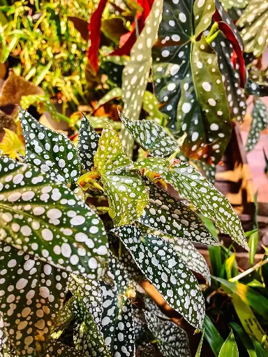 Begonia