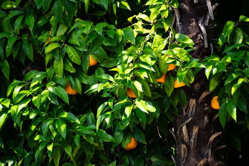 Clementine tree