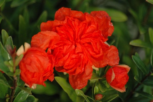 Dwarf pomegranate