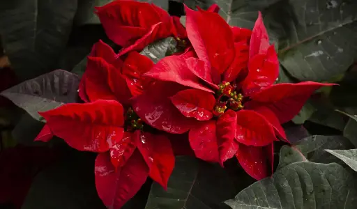 Poinsettia