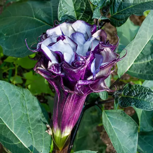 Datura