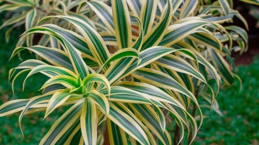 Dracaena
