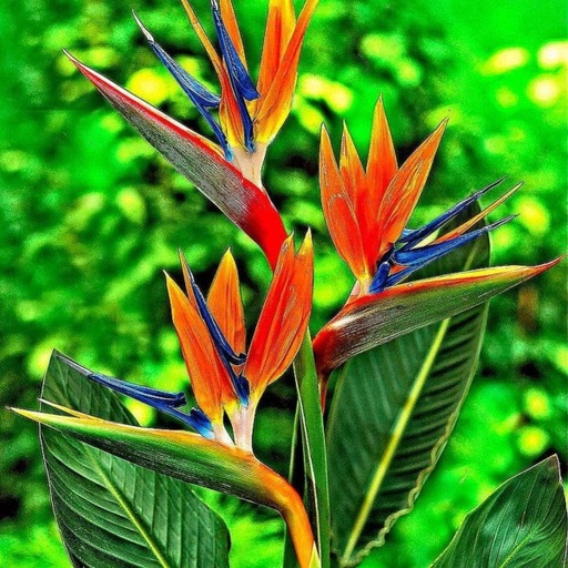 Strelitzia