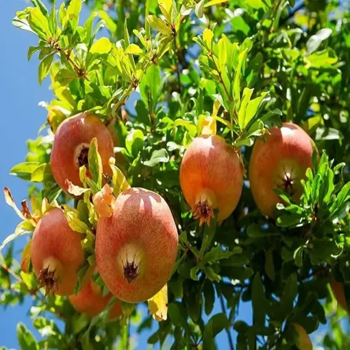 Pomegranate tree