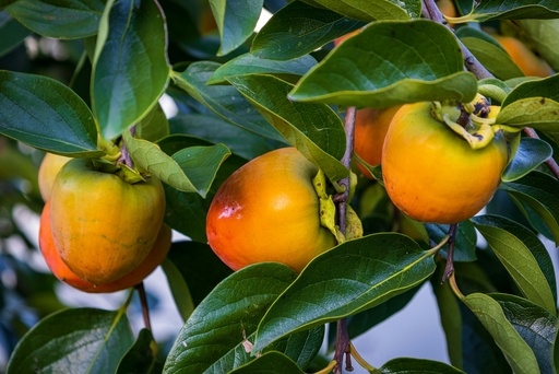 Persimmon tree